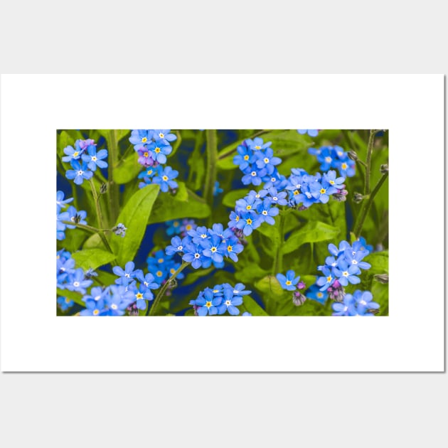 Forget-me-not, blue, tender flowers Wall Art by Hujer